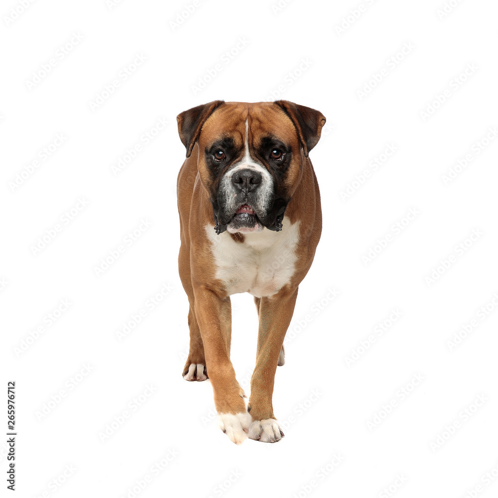 beutiful boxer stepping forward while looking at the camera beutiful boxer stepping forward while looking at the camera