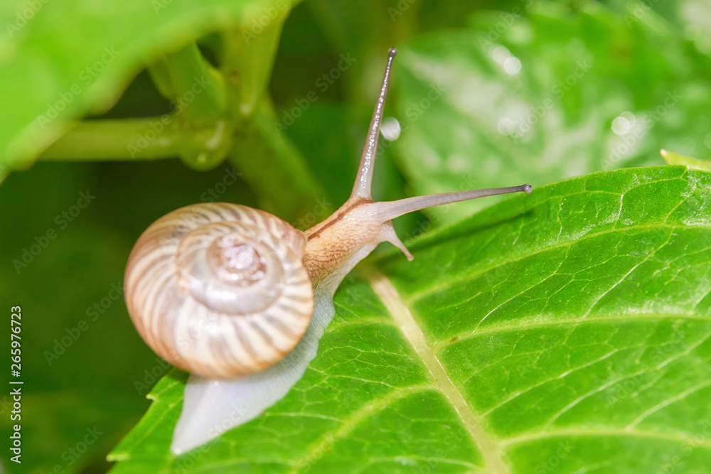 でんでん虫 カタツムリ 後ろ姿 Stock Photo Adobe Stock でんでん虫 カタツムリ 後ろ姿 Stock Photo Adobe Stock