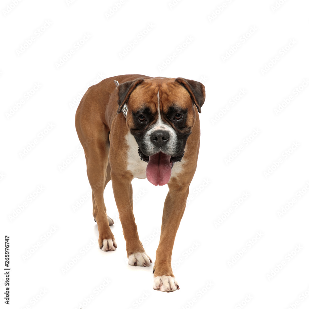 beutiful boxer stepping forward while looking at the camera