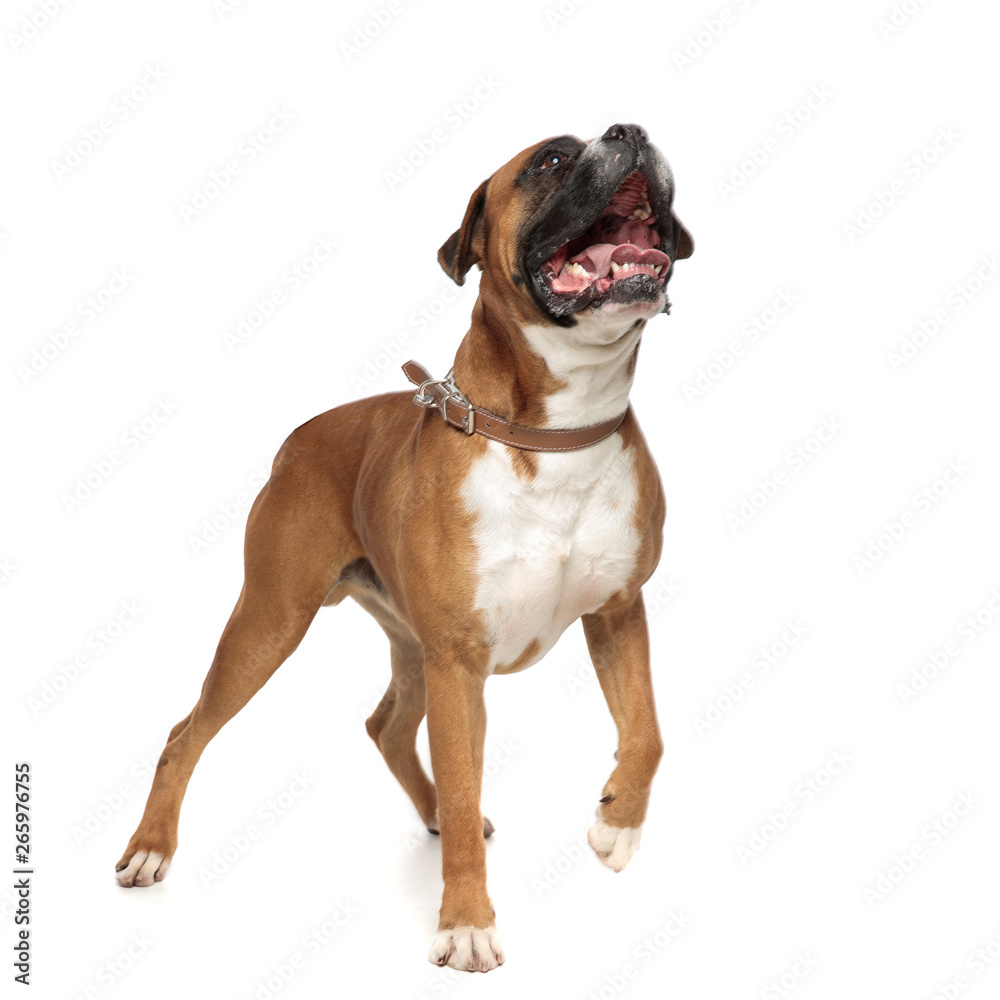 athletic boxer stepping forward while looking upwards athletic boxer stepping forward while looking upwards
