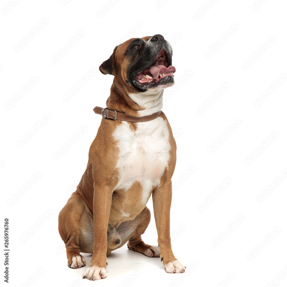 happy little boxer panting