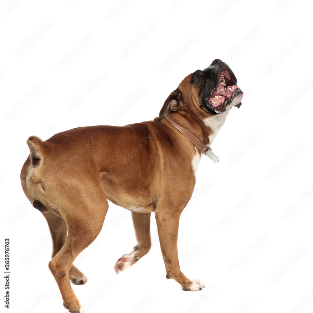 happy athletic boxer running away while looking upwards happy athletic boxer running away while looking upwards