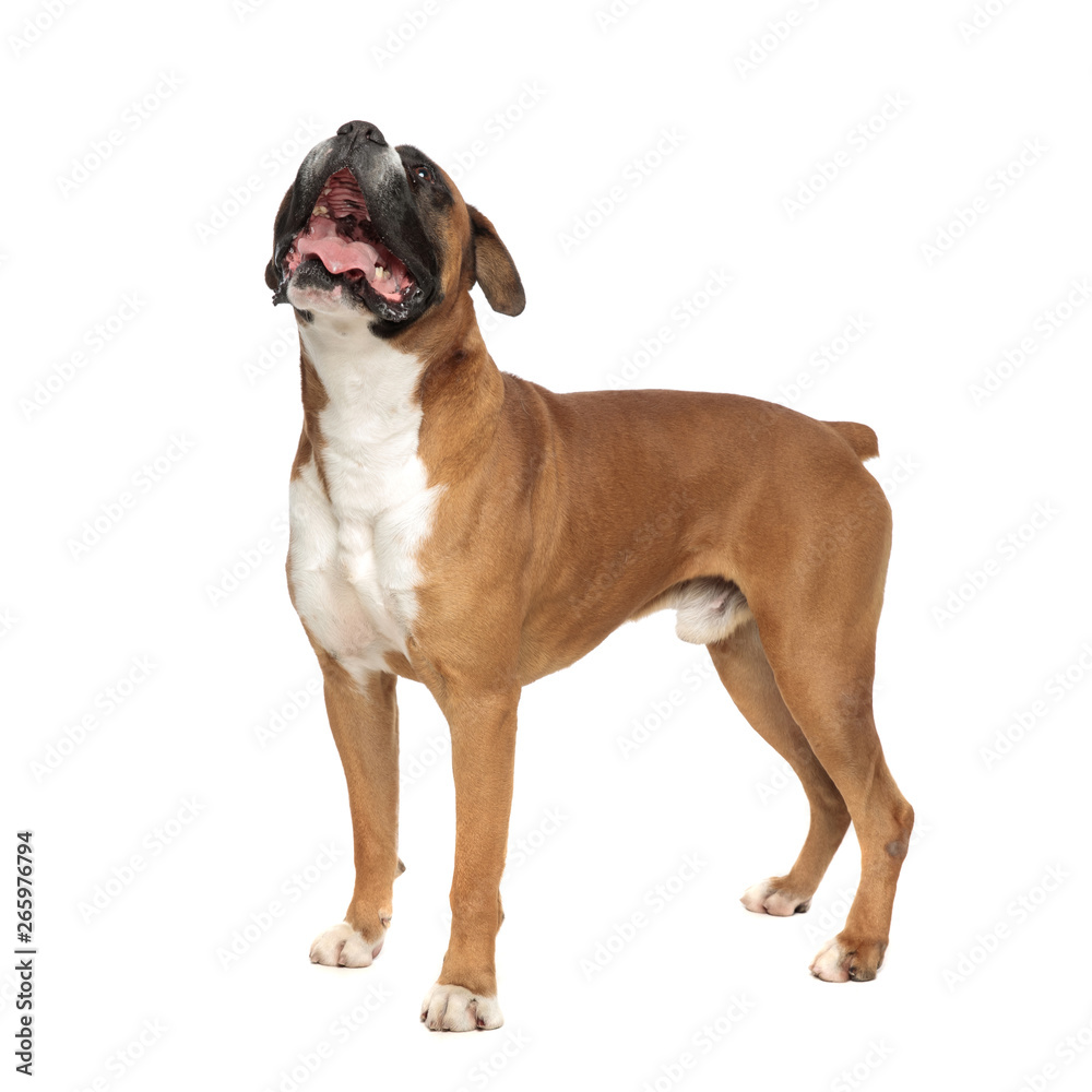 Obraz premium cute standing boxer looking upwards, panting