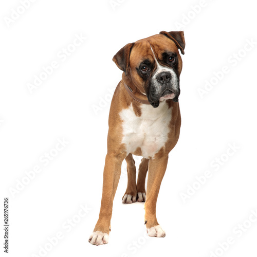 beutiful boxer standing in an awkward position