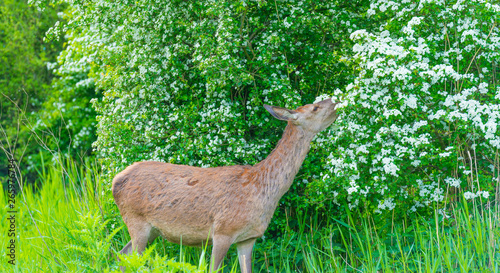 Roe deer eating white blossoms of a bush in a field in spring