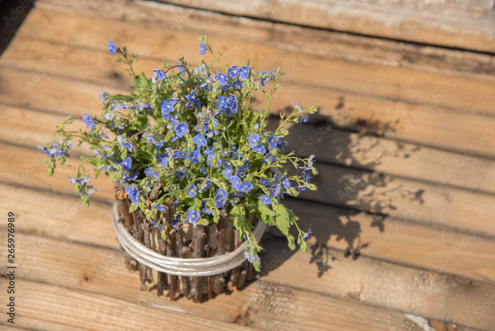 Fototapeta premium A bouquet of beautiful blue small flowers called forget-me-nots on a table in the summer
