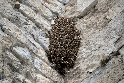 essaim d'abeilles photo