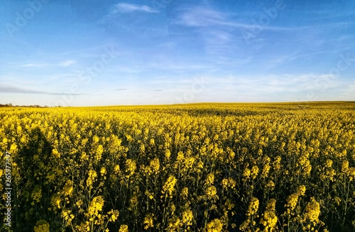 Canola Oilseed plants in farm agricultural field  panorama