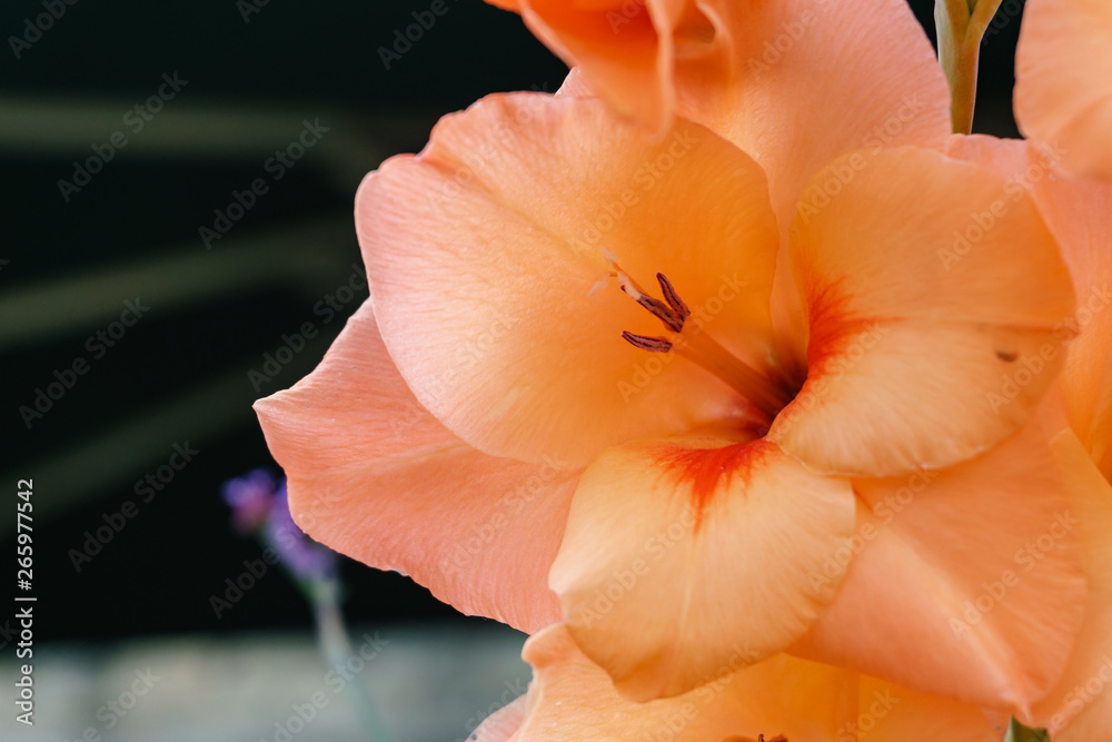 macro of orange flower blossom in full bloom