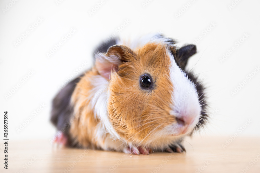 Guinea pig with 3 colors mix - look at camera and sit on a chair in studio white tone Guinea pig with 3 colors mix - look at camera and sit on a chair in studio white tone