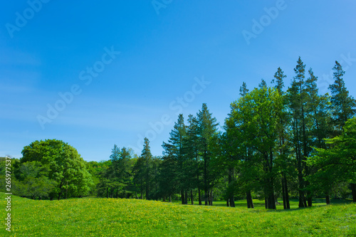 Park trees