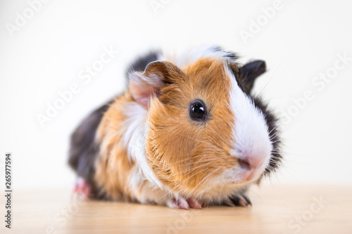 Guinea pig with 3 colors mix - look at camera and sit on a chair in studio white tone