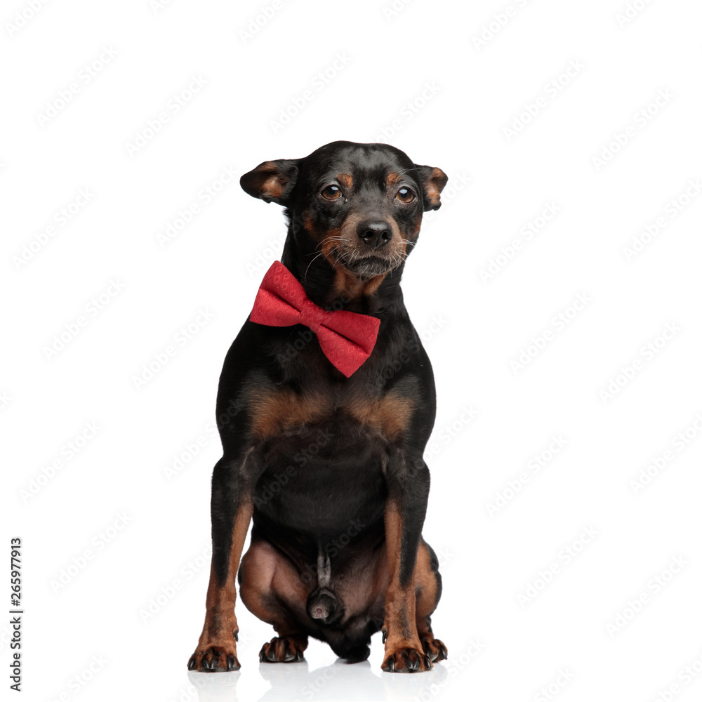 Elegant puppy wearing a red bowtie posing Elegant puppy wearing a red bowtie posing