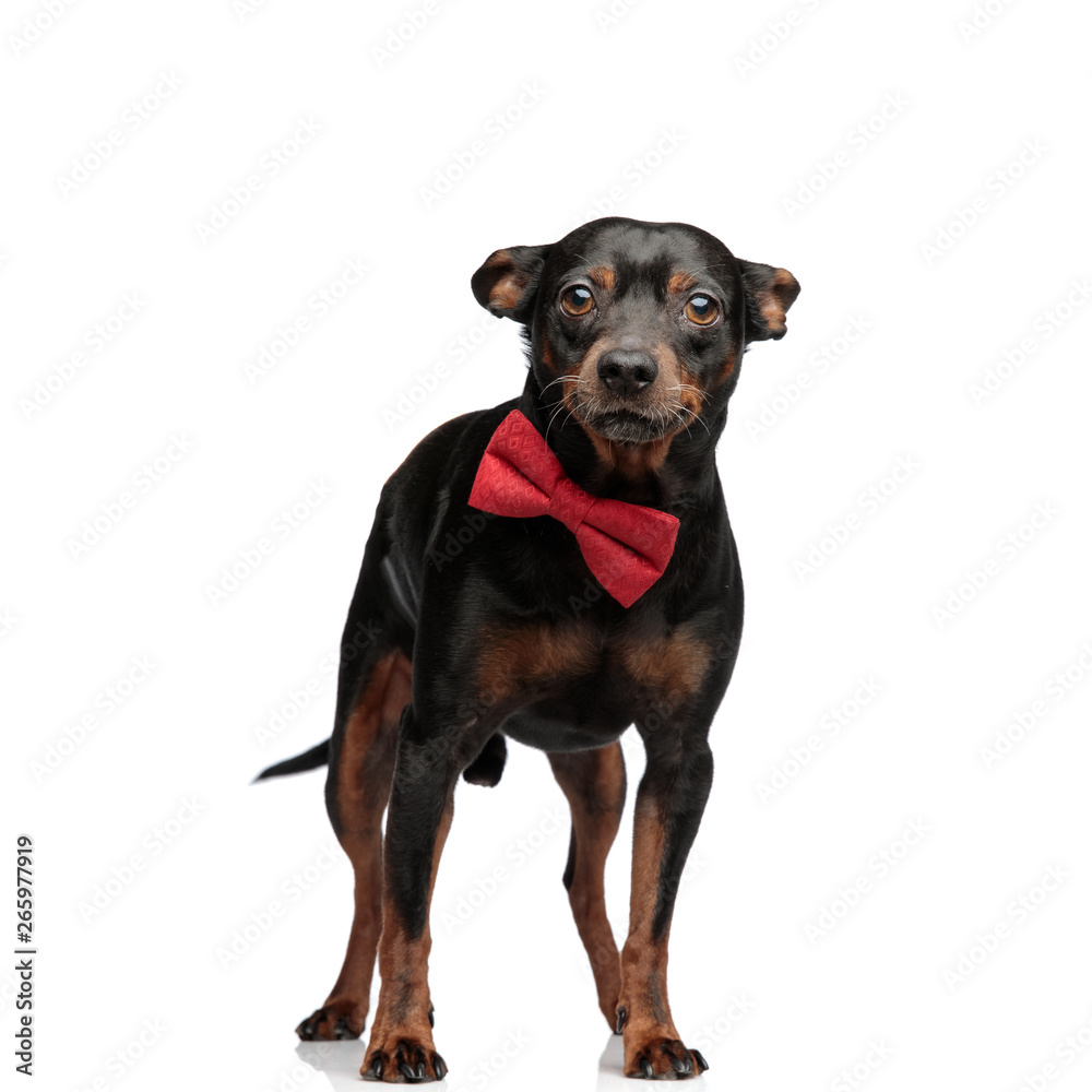 Cute little dog wearing a red bowtie looking at the camera