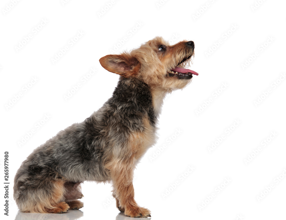 Yorkshire Terrier waiting for a treat - obrazy, fototapety, plakaty 