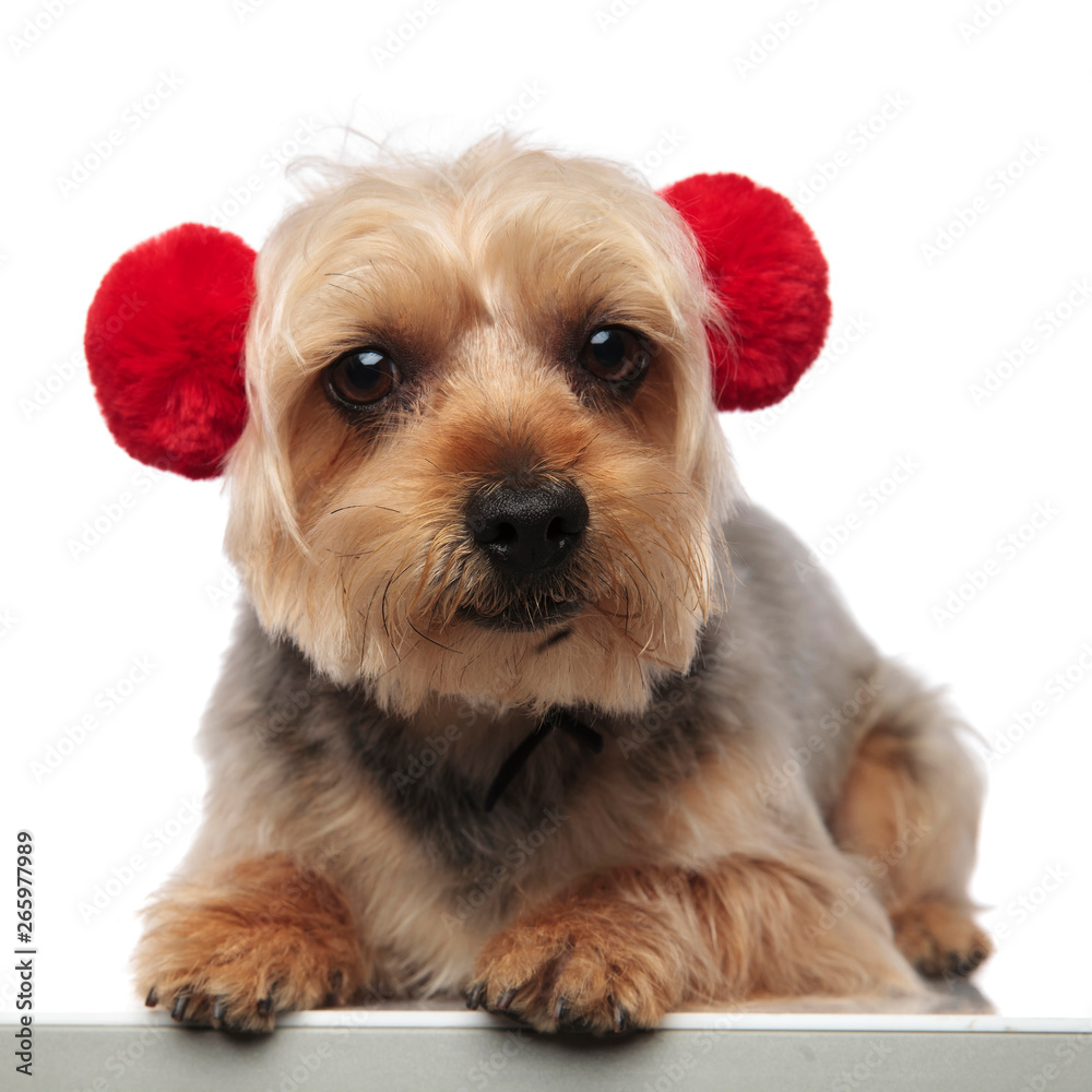 Yorkshire Terrier sits wearing red earmuffs