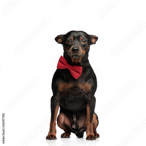 Elegant puppy wearing a red bowtie posing