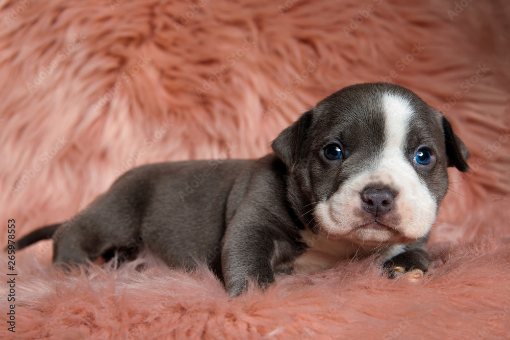 Lovely American Bully puppy sitting while curiously looking forward