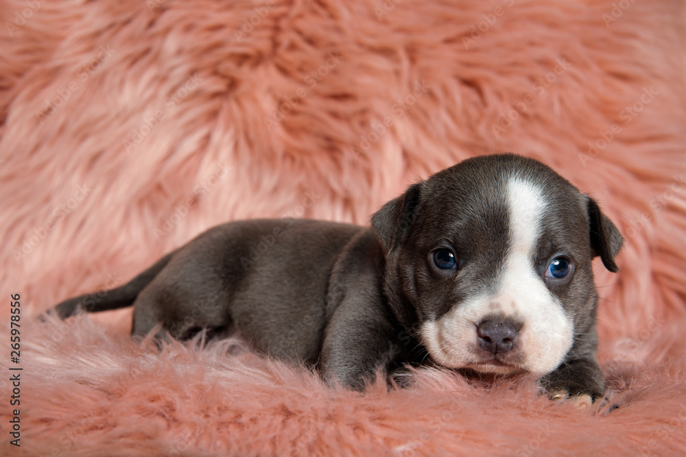 Obraz premium Cute American Bully puppy sitting while looking forward