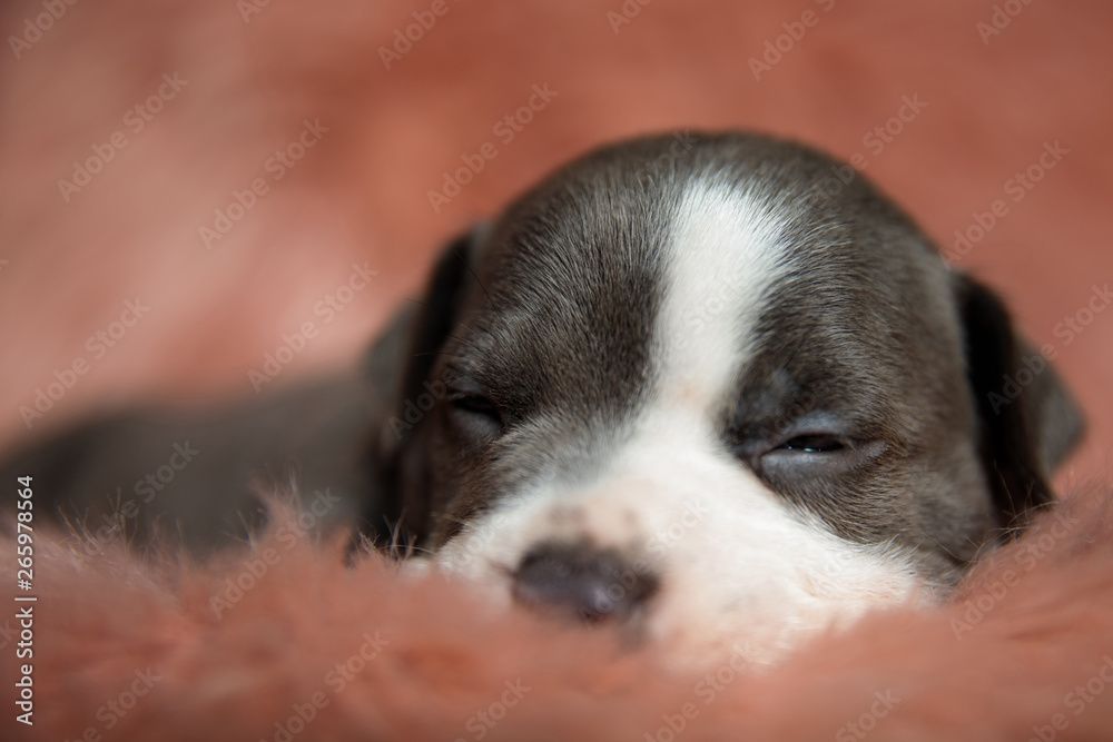 Tired Amstaff puppy trying not to fall asleep Tired Amstaff puppy trying not to fall asleep
