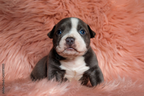 Adorable American Bully puppy sitting while looking upwards