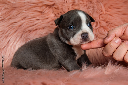 Adorable American Bully puppy sitting sideways while being petted