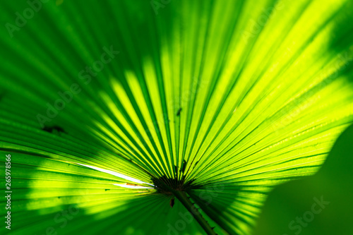 Close up detail tropical nature green leaf texture background  green leaf in the garden  green concept  Tropical forest  modern creative background