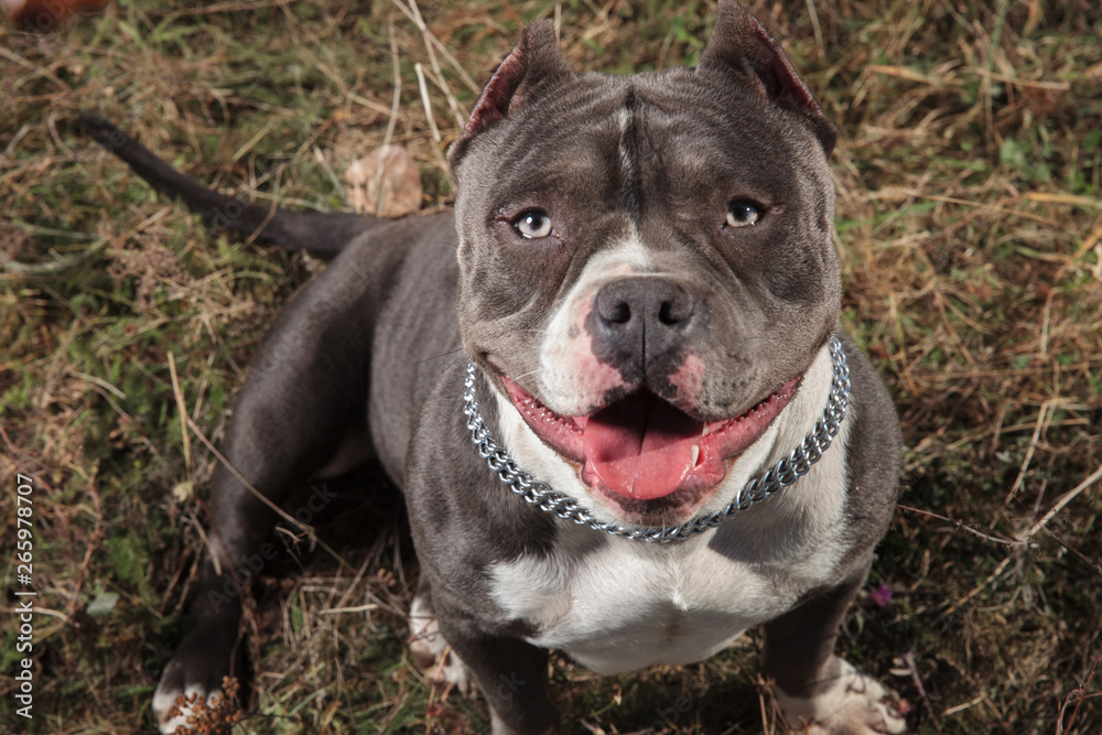 Dutiful American Bully waiting and looking to the camera