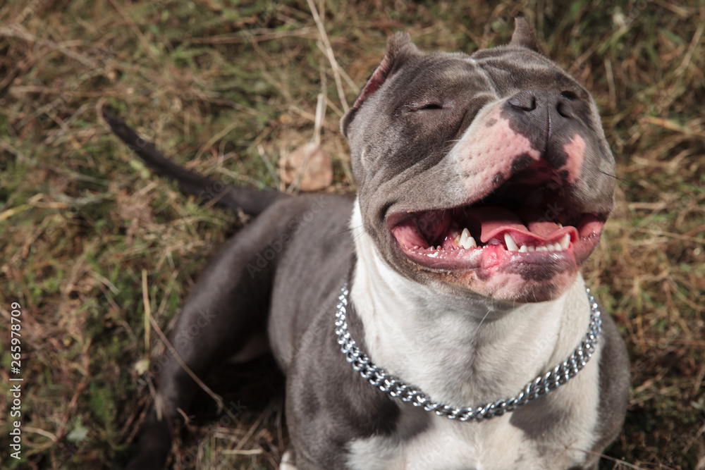 Playful Amstaff being happy and panting