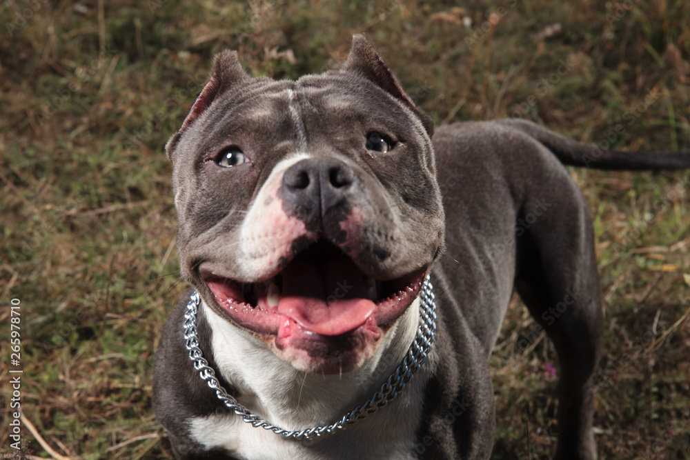 Adorable American Bully looking to the camera while panting Adorable American Bully looking to the camera while panting