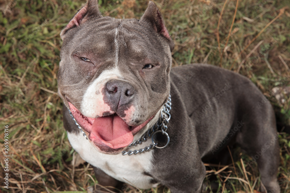 Tired American Bully panting with its tongue exposed
