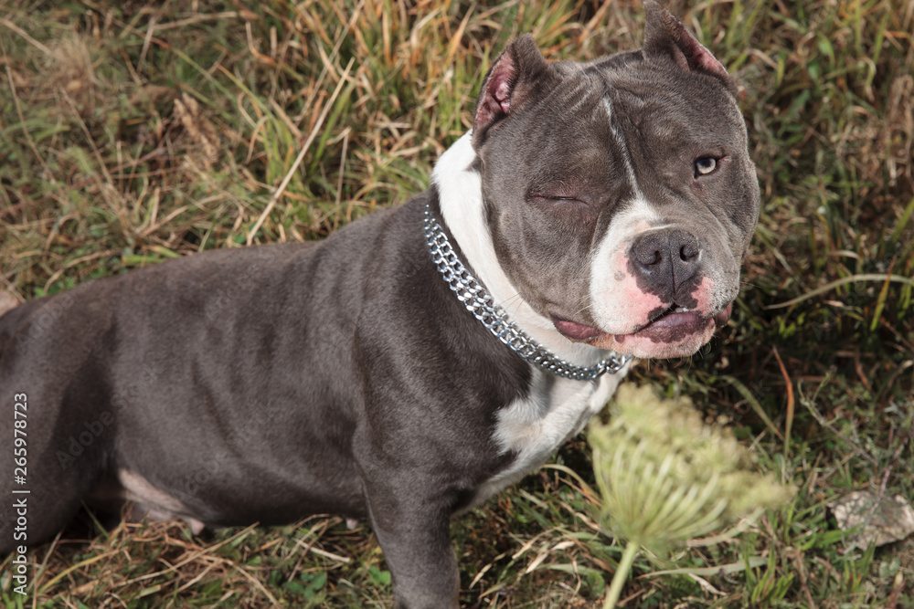 Adorable American Bully winking and looking to the camera