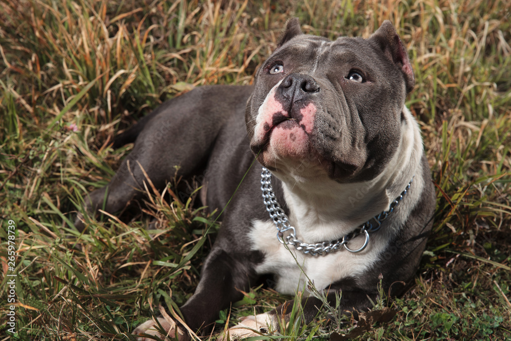 Curious American Bully looking up with puppy eyes