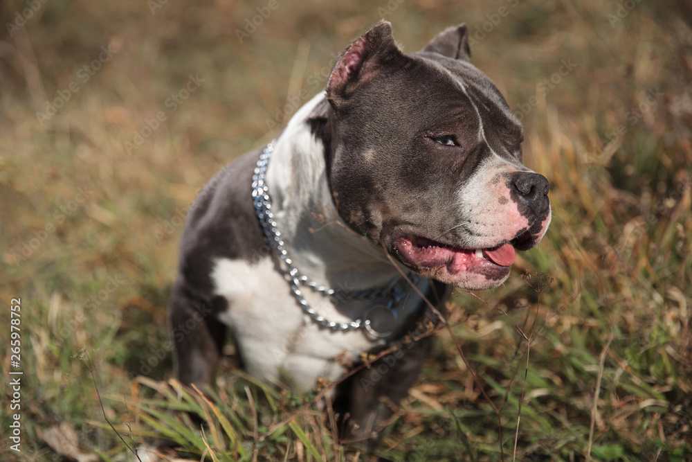 Sleepy Amstaff panting and looking forward Sleepy Amstaff panting and looking forward