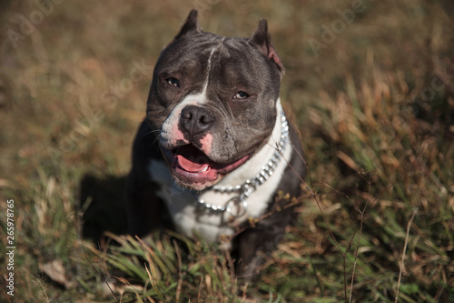 Front view of an Amstaff dog looking forward and panting