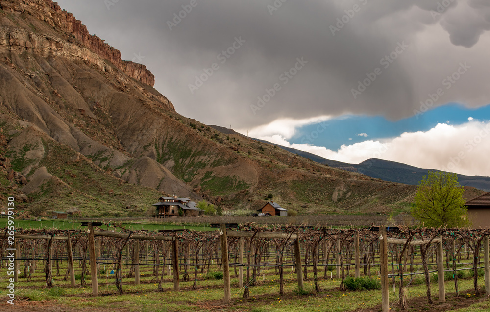 Orchards and Vineyards in Palisade, Colorado