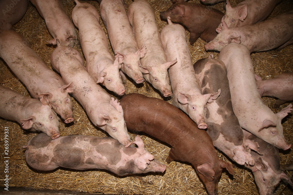 agricultural, agriculture, animals,barn, born, breeding, business, countryside, cute, farm, farmer, farming, feeding, food, group, growth, health, healthy, hog, indoor, industrial, pig-farm, piggery, agricultural, agriculture, animals,barn, born, breeding, business, countryside, cute, farm, farmer, farming, feeding, food, group, growth, health, healthy, hog, indoor, industrial, pig-farm, piggery,