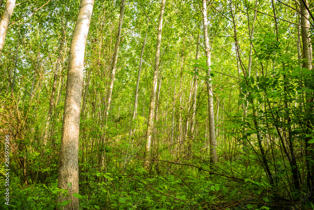 Fototapeta premium The forest along the river Danube in the dry part of the year near the town of Novi Sad 