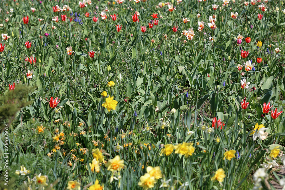 Bright spring flowers bloomed in a botanical garden Bright spring flowers bloomed in a botanical garden