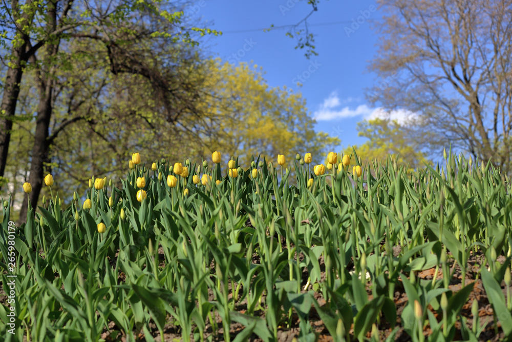 Bright spring flowers bloomed in a botanical garden Bright spring flowers bloomed in a botanical garden