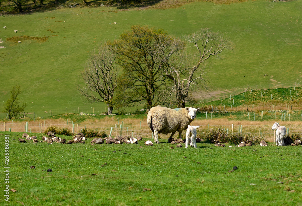 Fototapeta premium Sheep and lamb newly released for spring. Grisedale pike, Lake District, England, UK -Image