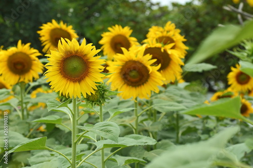 beautiful sunflower blooming in field