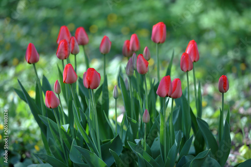 Bright spring flowers bloomed in a botanical garden