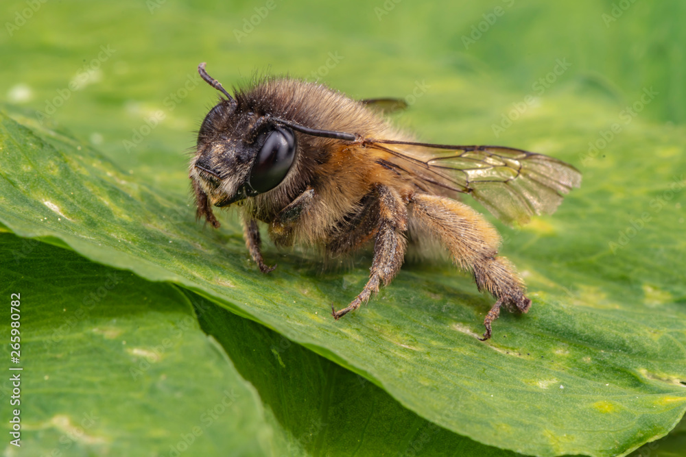 Macro shot of a honeybee sitting in the garden on a leaf in the sunshine. Macro shot of a honeybee sitting in the garden on a leaf in the sunshine.
