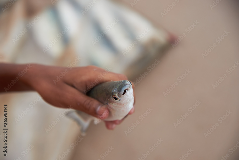 A Yellow stripe trevally fish in the hand