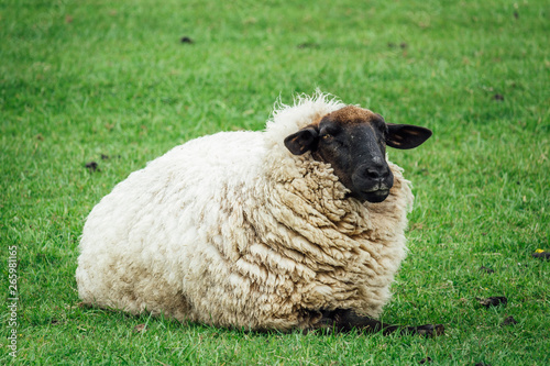 Sheep lay on green grass at spring time