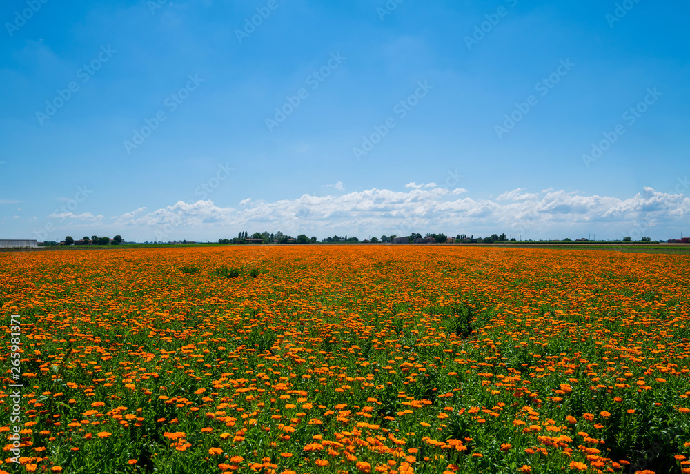 Blurred summer background with growing flowers calendula, marigold. Sunny day with blue sky. Beautiful floral wallpaper.