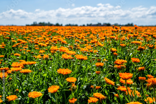 Blurred summer background with growing flowers calendula, marigold. Sunny day with blue sky. Beautiful floral wallpaper.