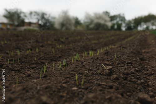 Rows of young plants in a field