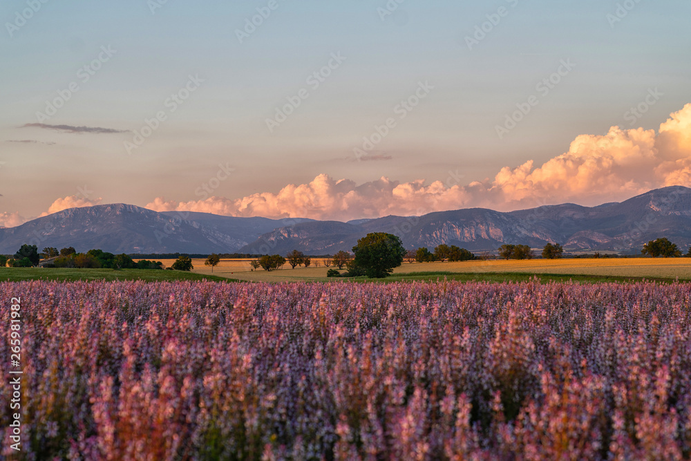 Amazing colorful fields with wheat and sage in Plateau de Valensole, Alpes de Haute Provence, France, Europe. Sunset over a violet field. Summer nature landscape. Europe tourism or travel concept.